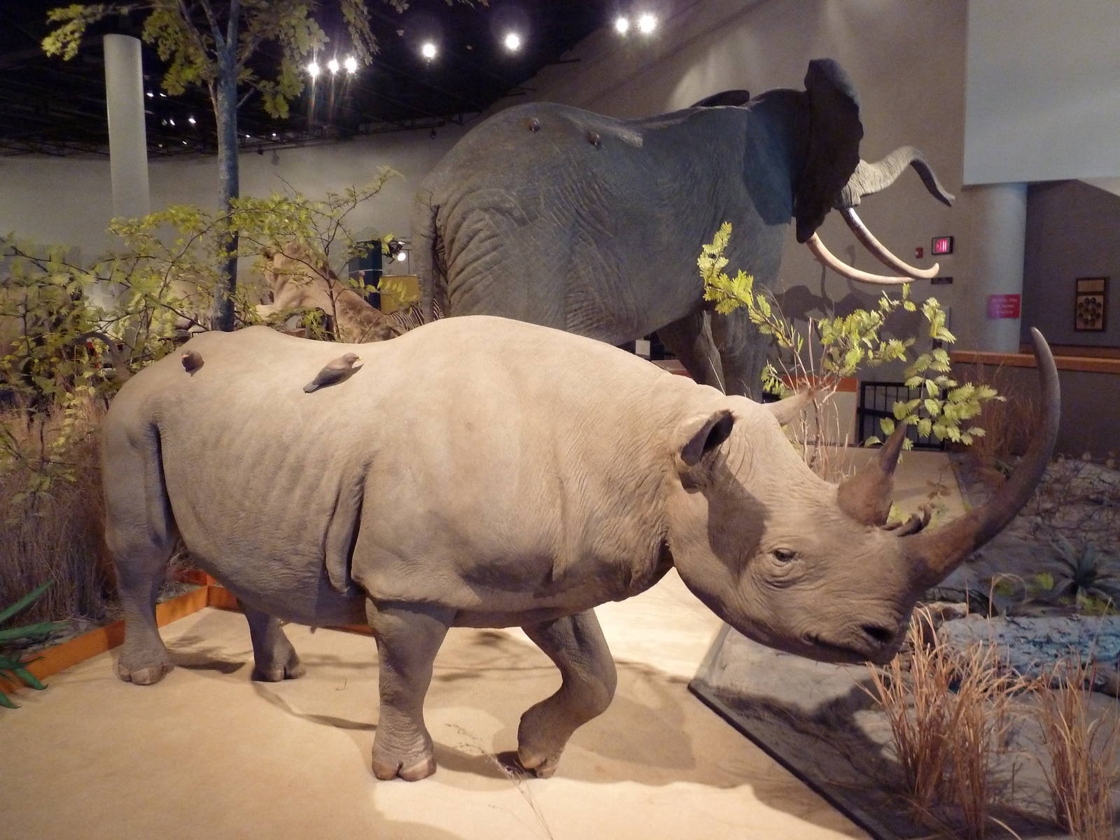 Natural History Museum - Black Rhino