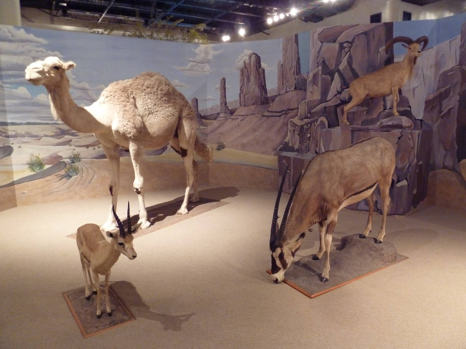 Natural History Museum - Desert Diorama