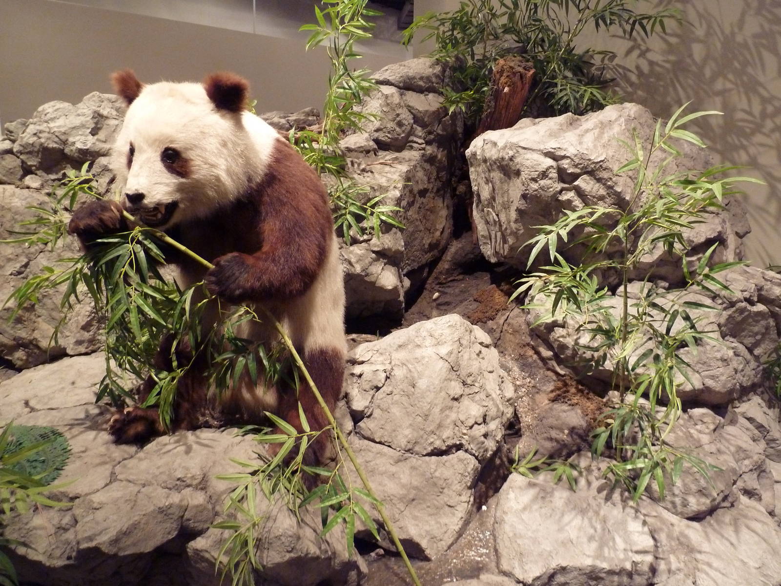 Natural History Museum - Giant Panda