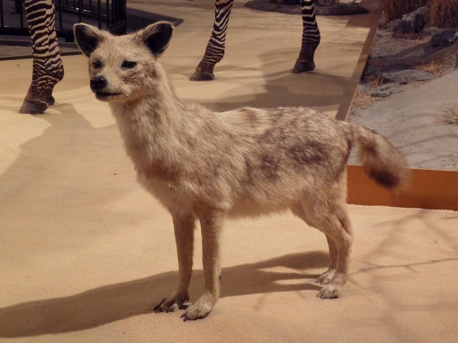 Natural History Museum - Golden Jackal