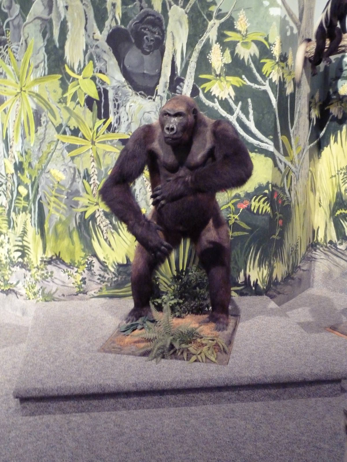 Natural History Museum - Gorilla