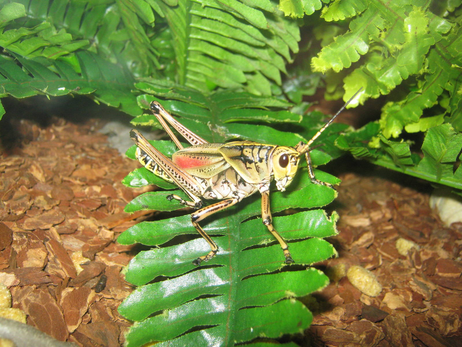 Natural History Museum-Grasshopper