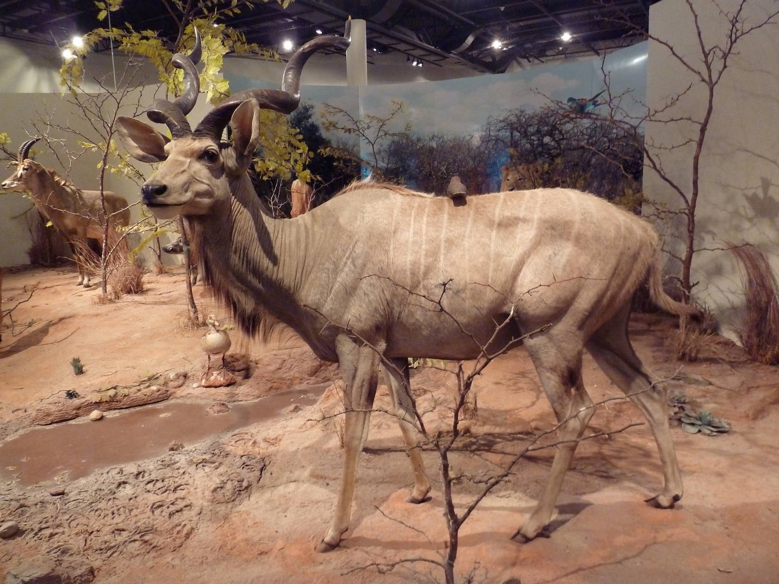 Natural History Museum - Greater Kudu