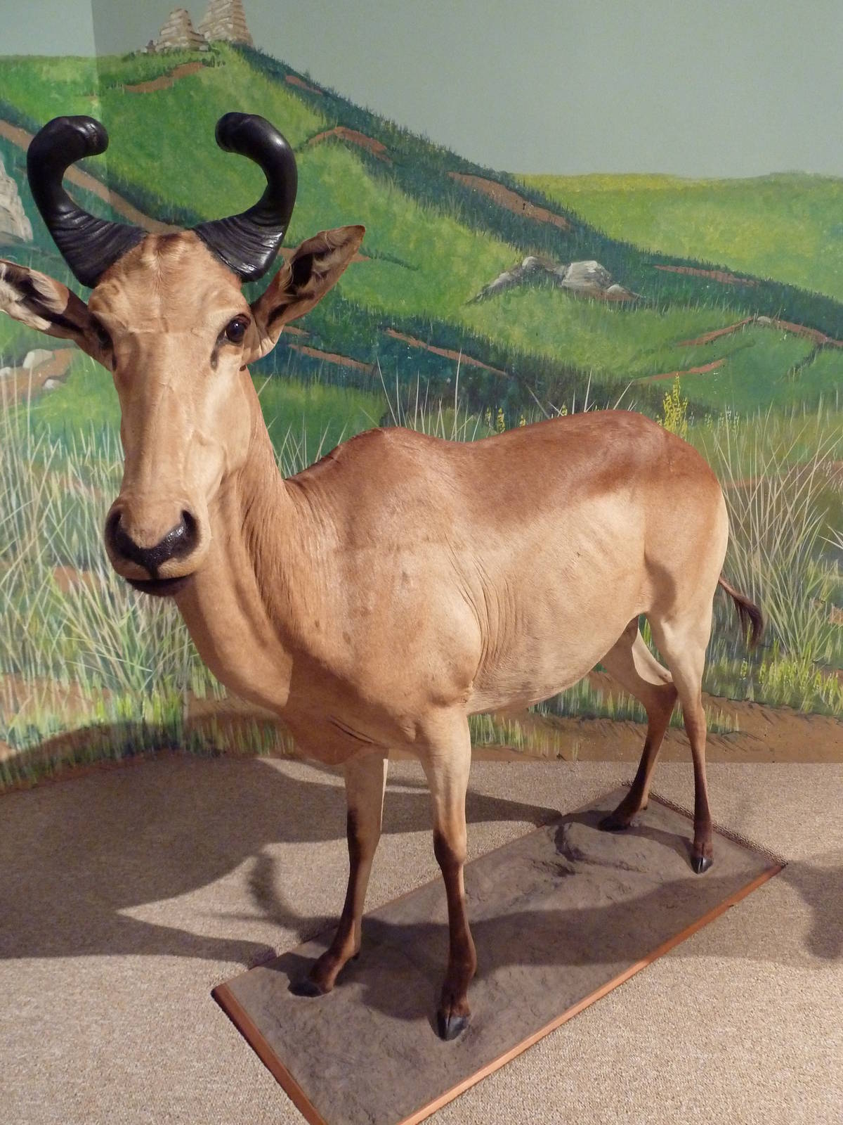 Natural History Museum - Hartebeest