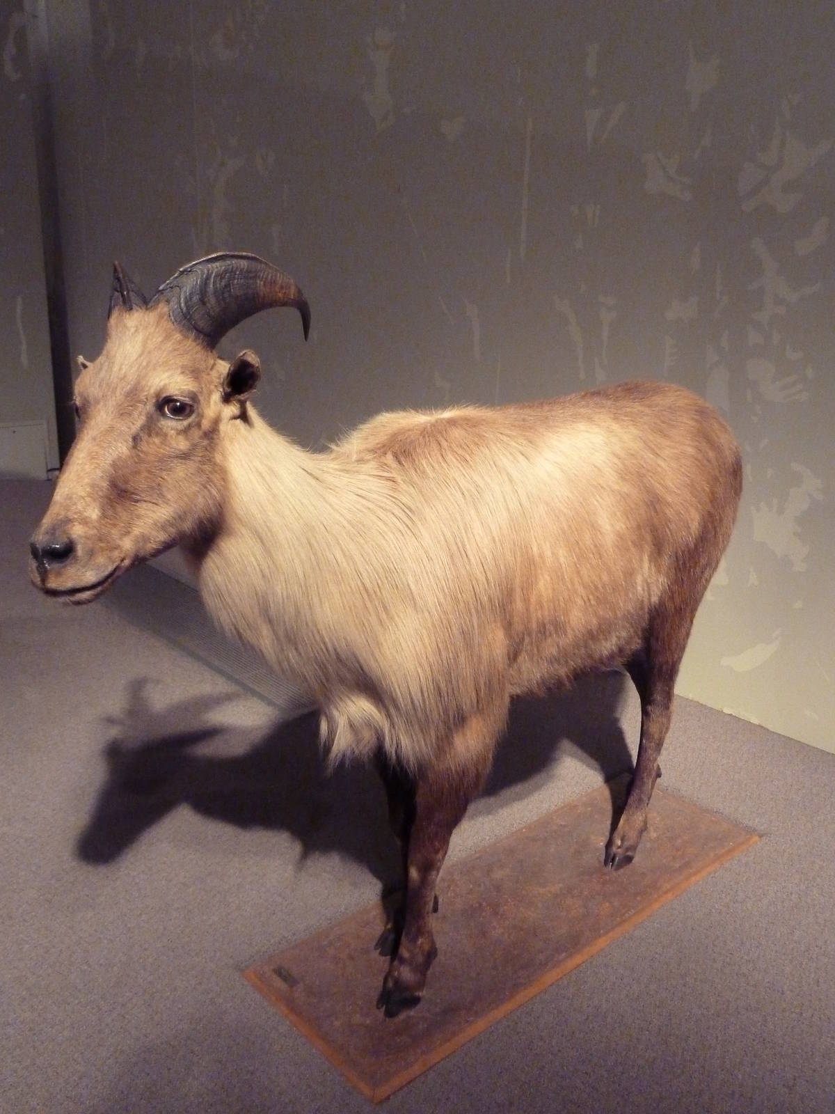 Natural History Museum - Himalayan Tahr