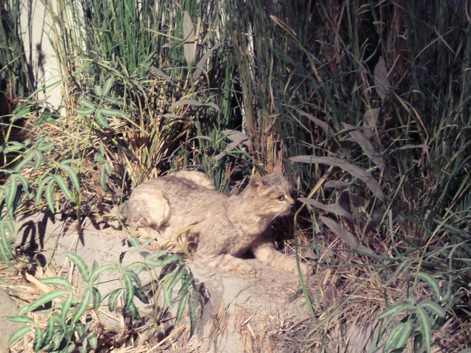 Natural History Museum - Jungle Cat