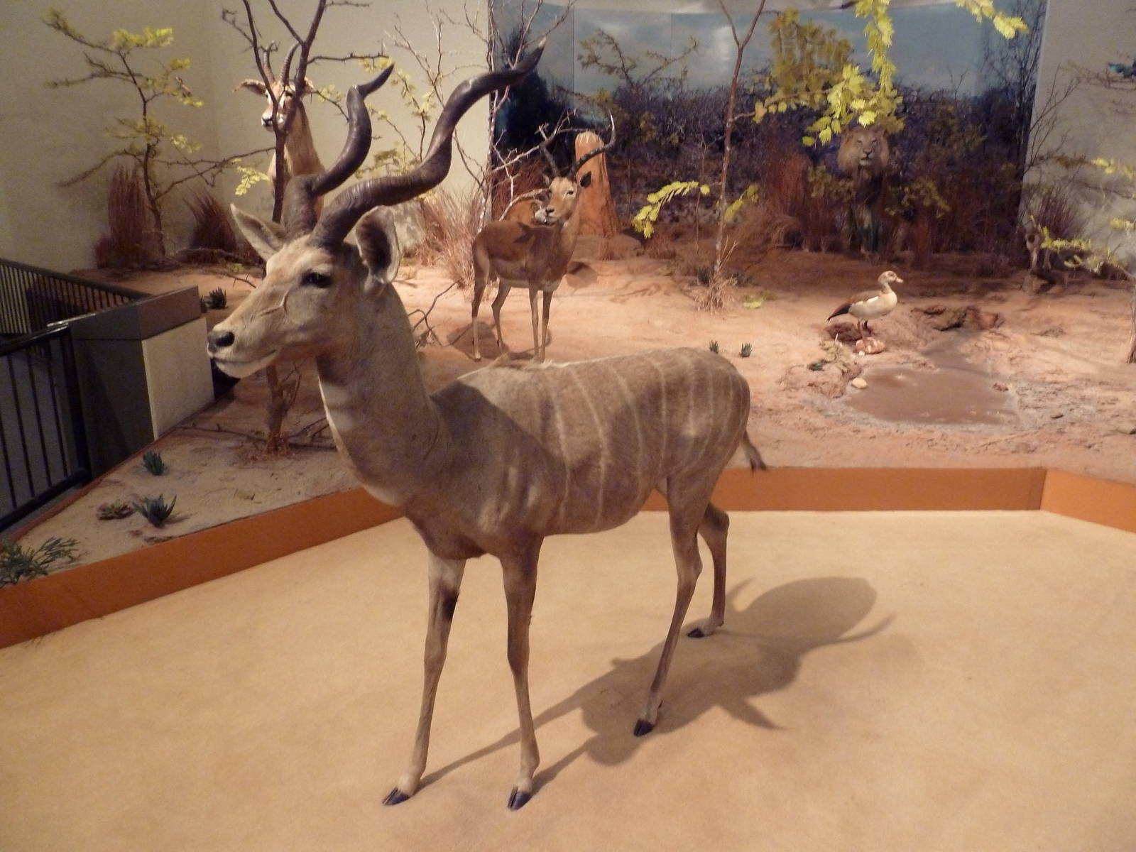 Natural History Museum - Lesser Kudu