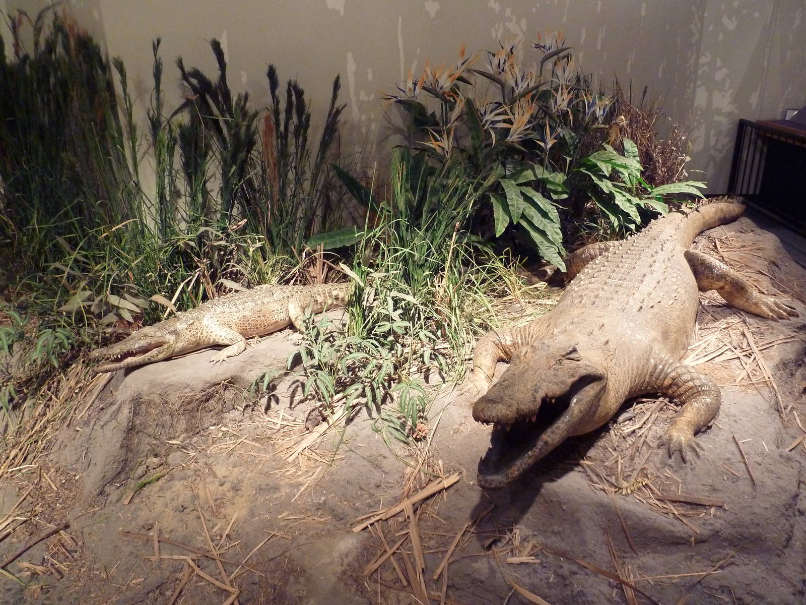 Natural History Museum - Nile Crocodiles