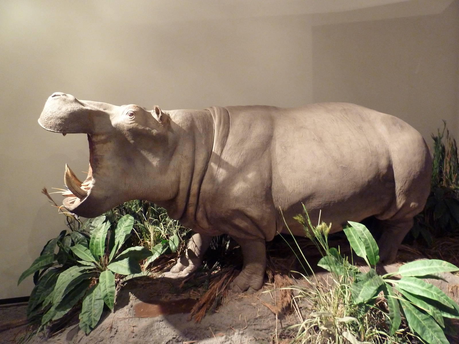 Natural History Museum - Nile Hippo