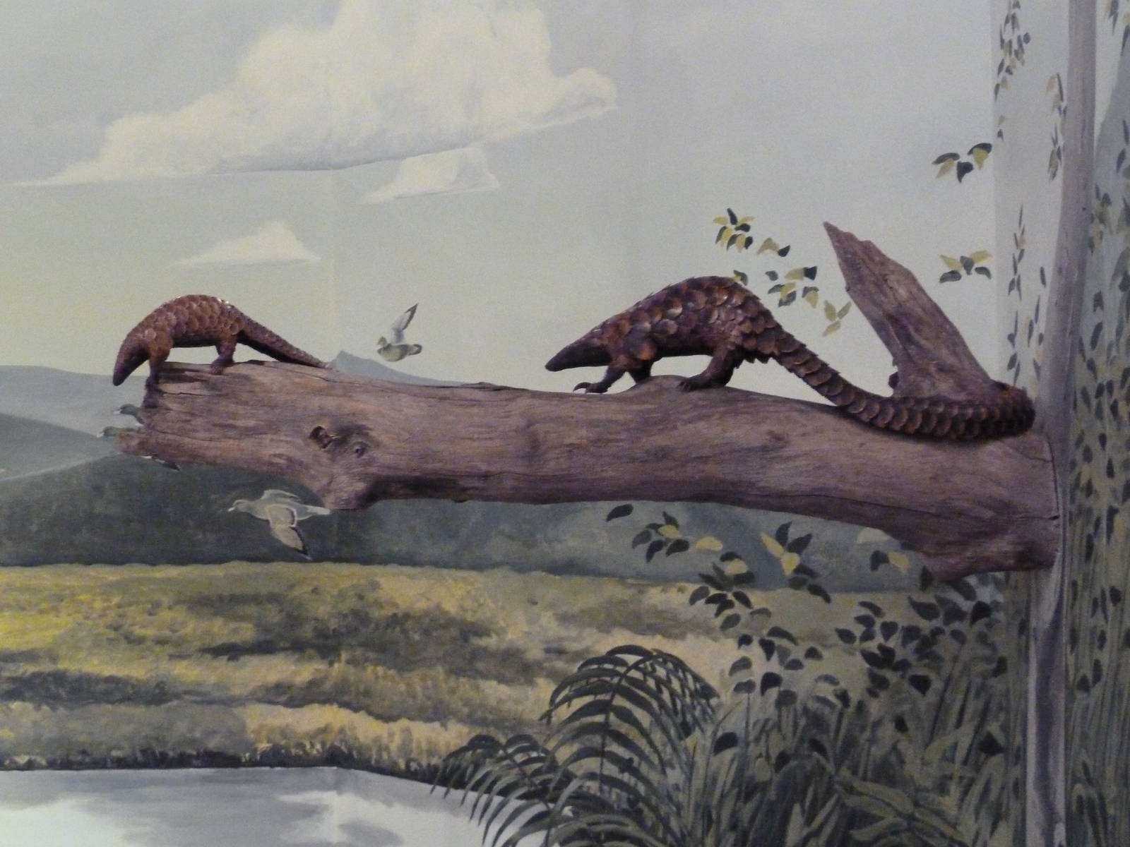 Natural History Museum - Pangolins