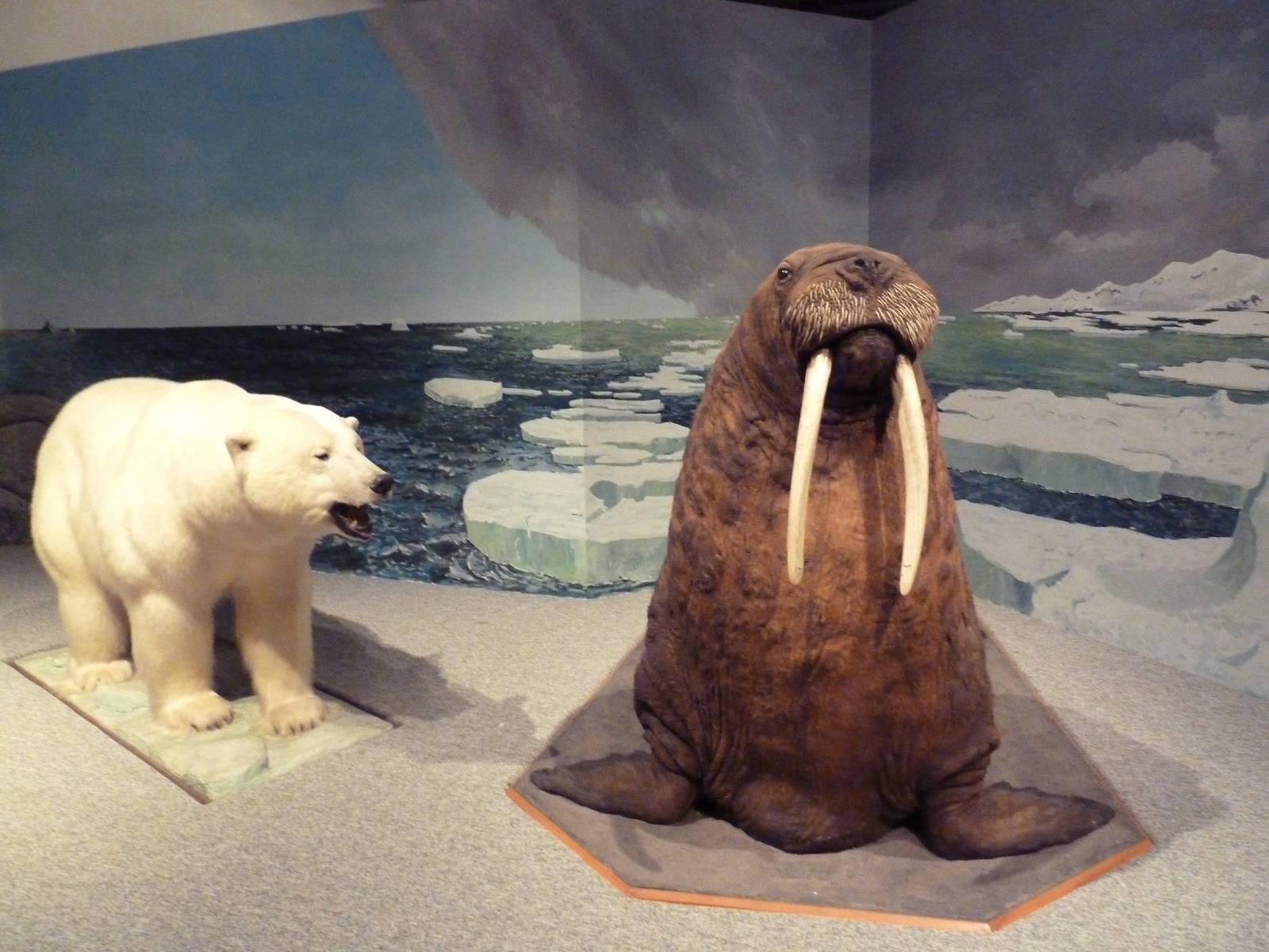 Natural History Museum - Polar Bear + Walrus
