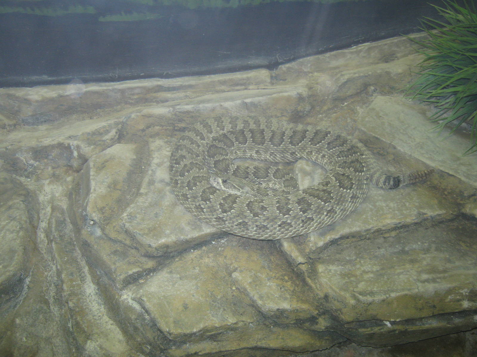 Natural History Museum-Rattlesnake