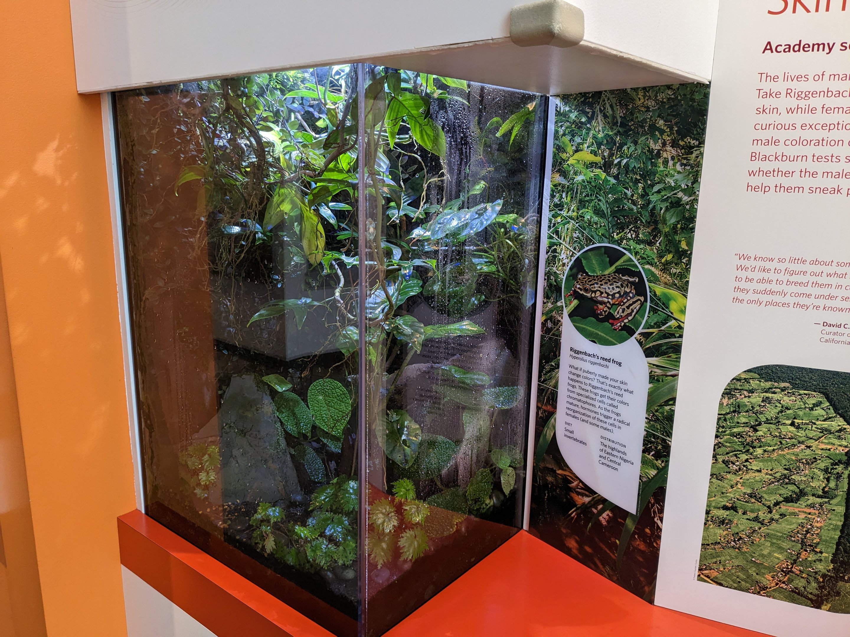 Natural History Museum - riggenbach reed frog
