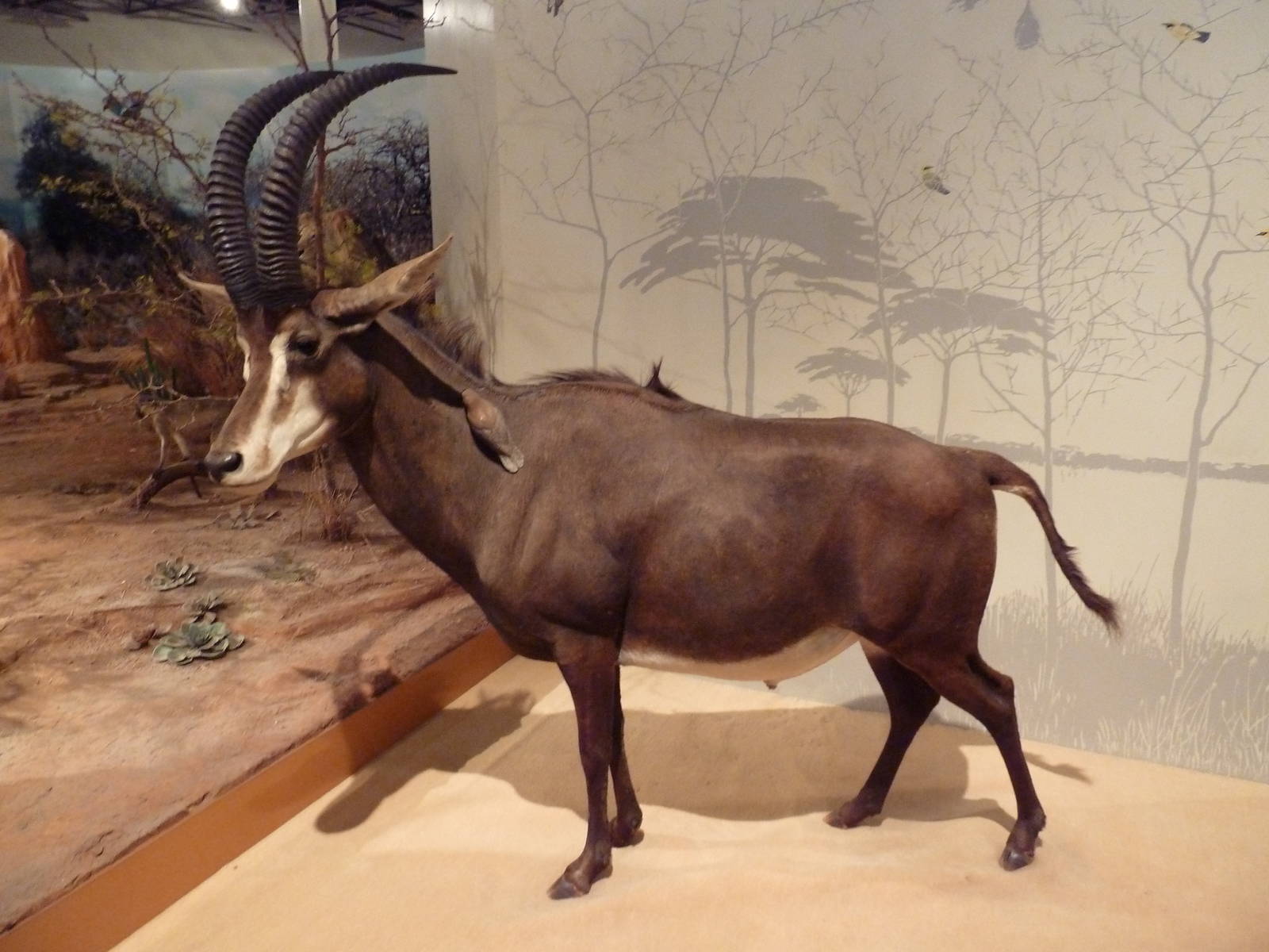 Natural History Museum - Sable Antelope