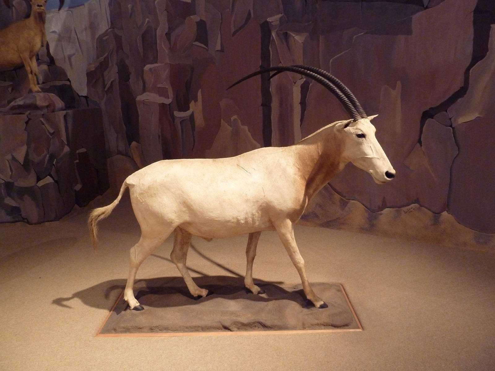 Natural History Museum - Scimitar-Horned Oryx