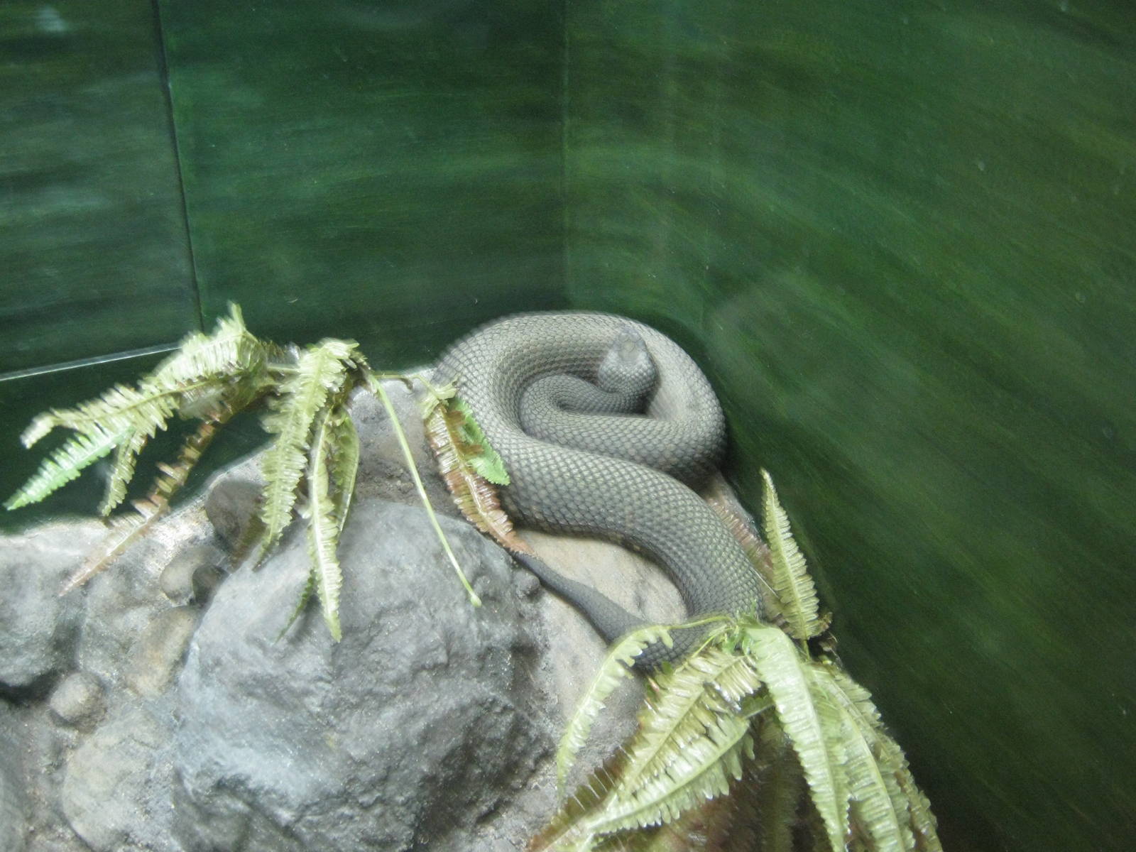Natural History Museum-Snake