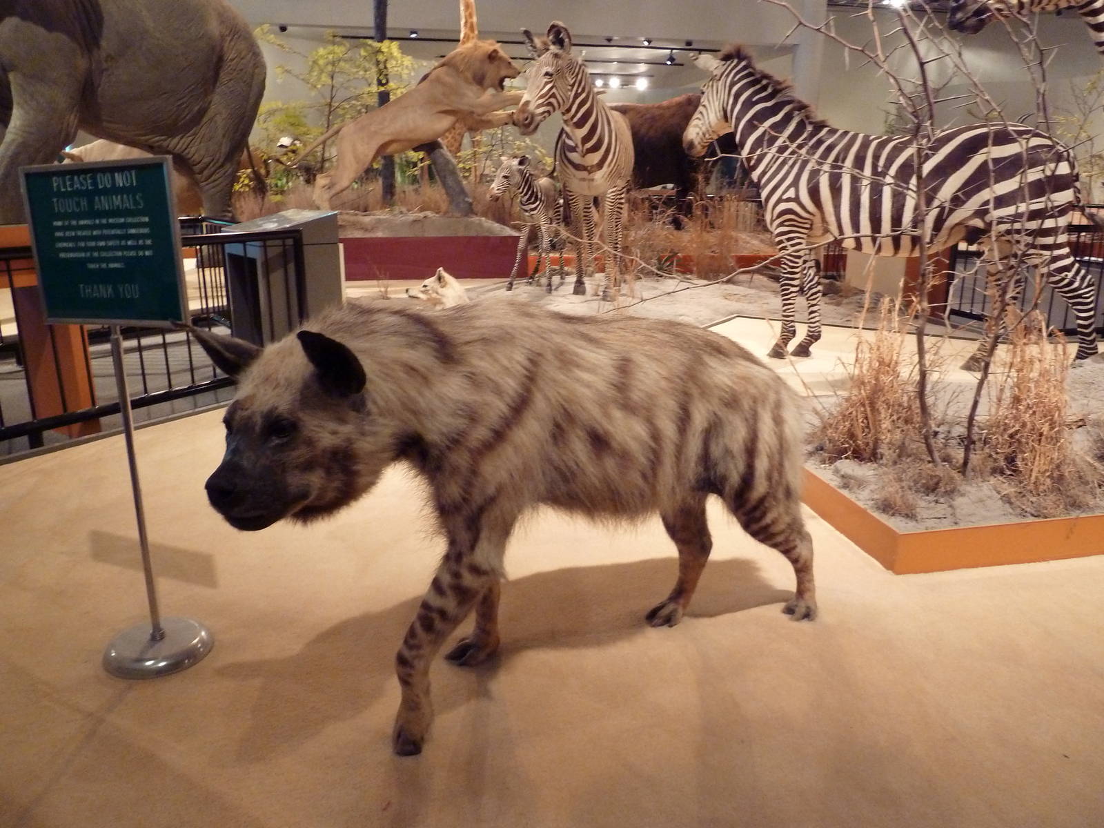 Natural History Museum - Striped Hyena