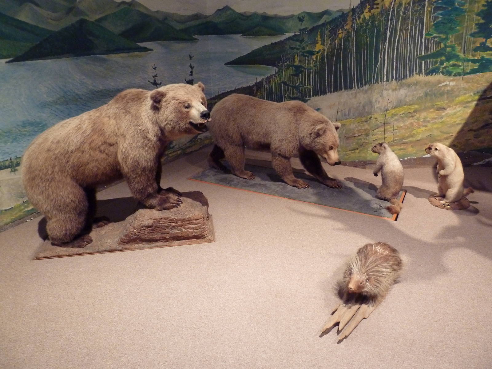 Natural History Museum - Temperate Forest