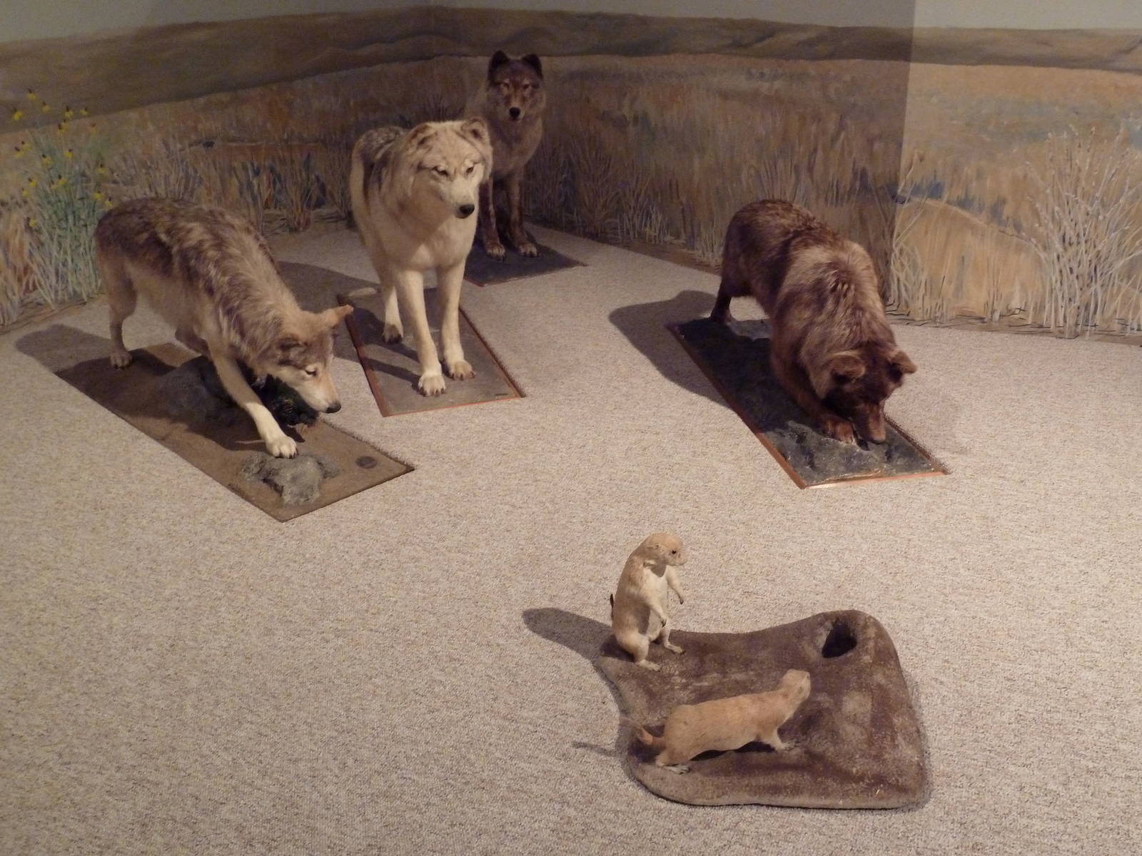 Natural History Museum - Timber Wolf Diorama