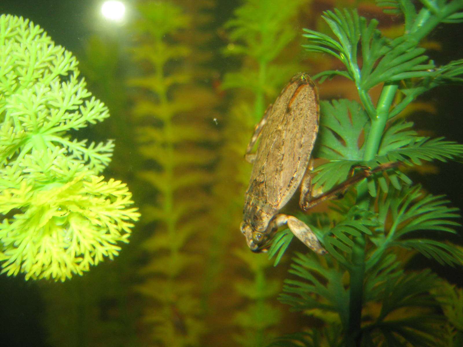 Natural History Museum-Water Bug