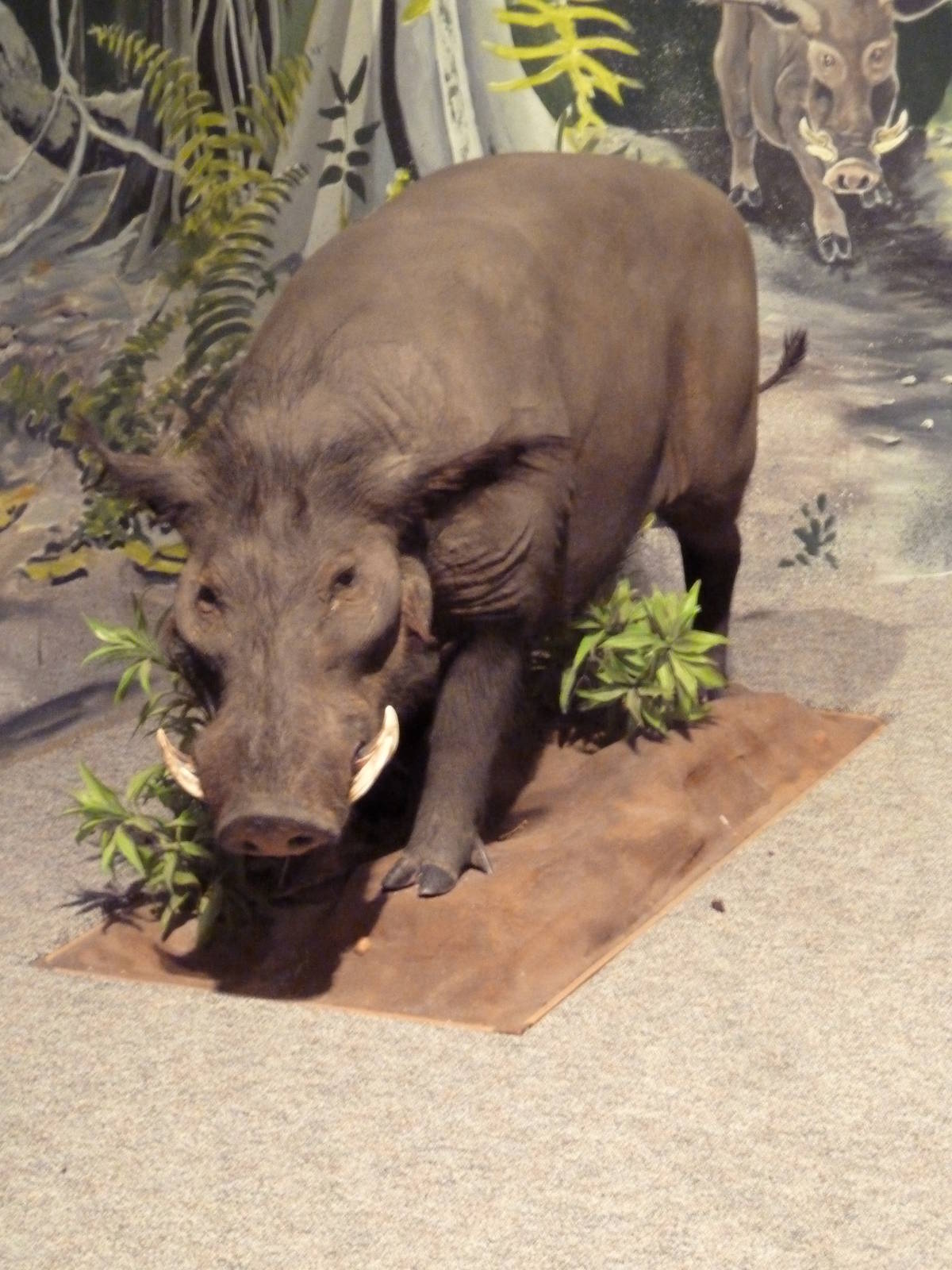 Natural History Museum - Western Bush Pig
