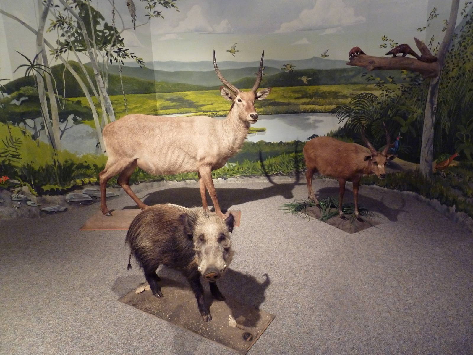 Natural History Museum