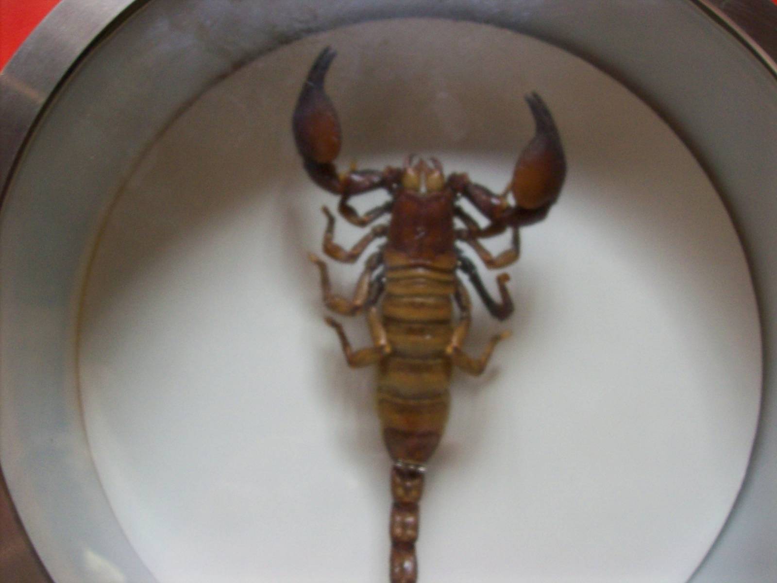 natural history museum