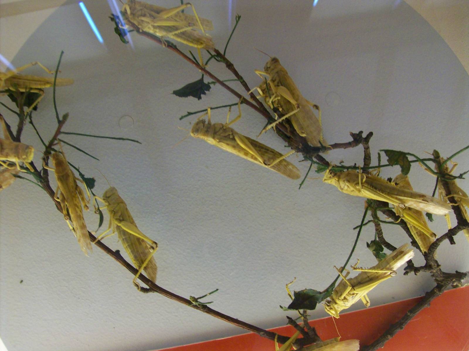 natural history museum