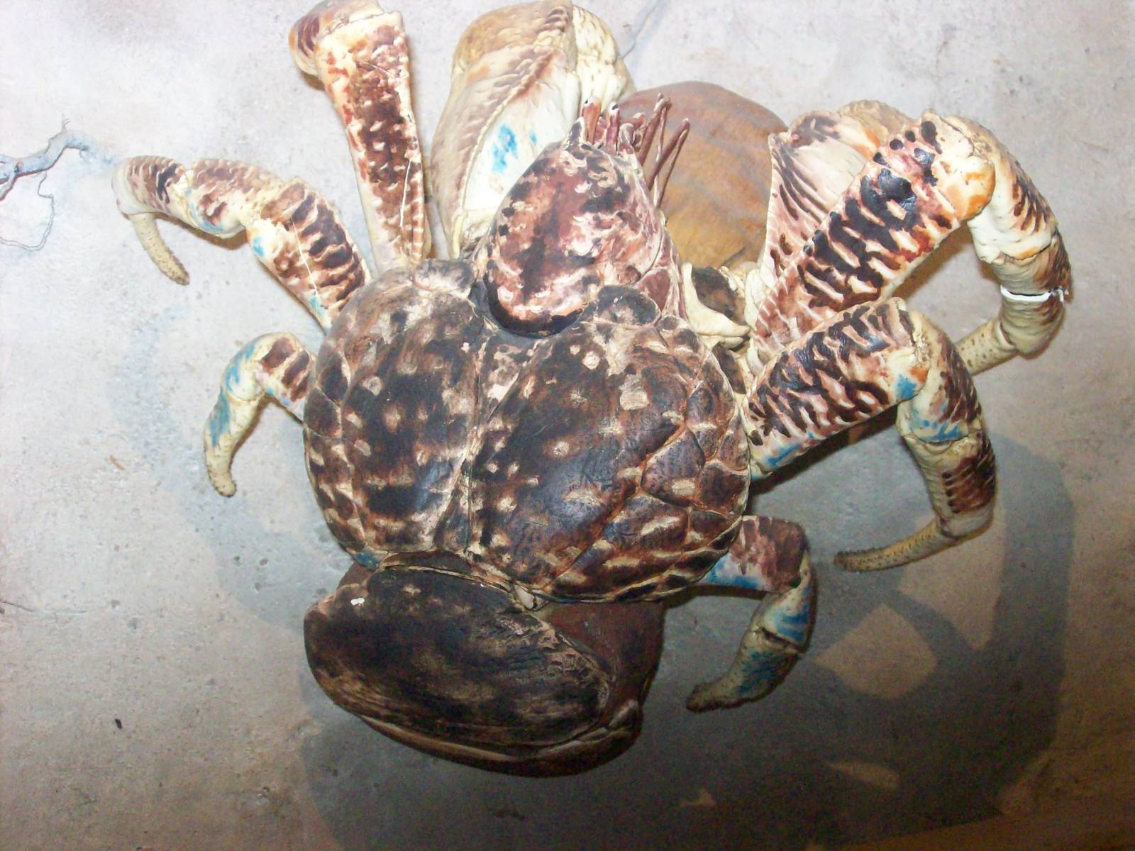 natural history museum