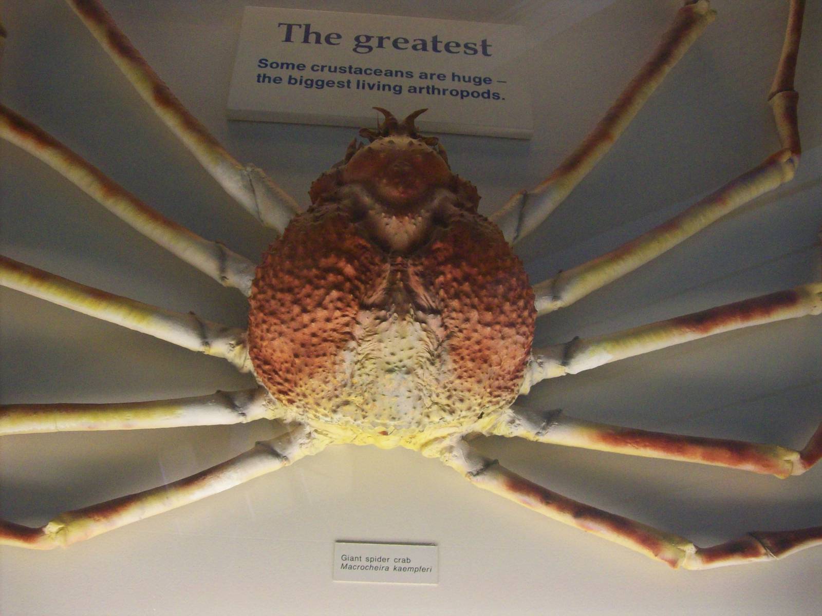 natural history museum