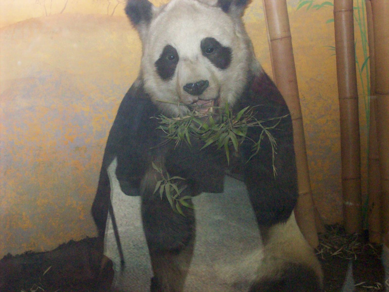 natural history museum