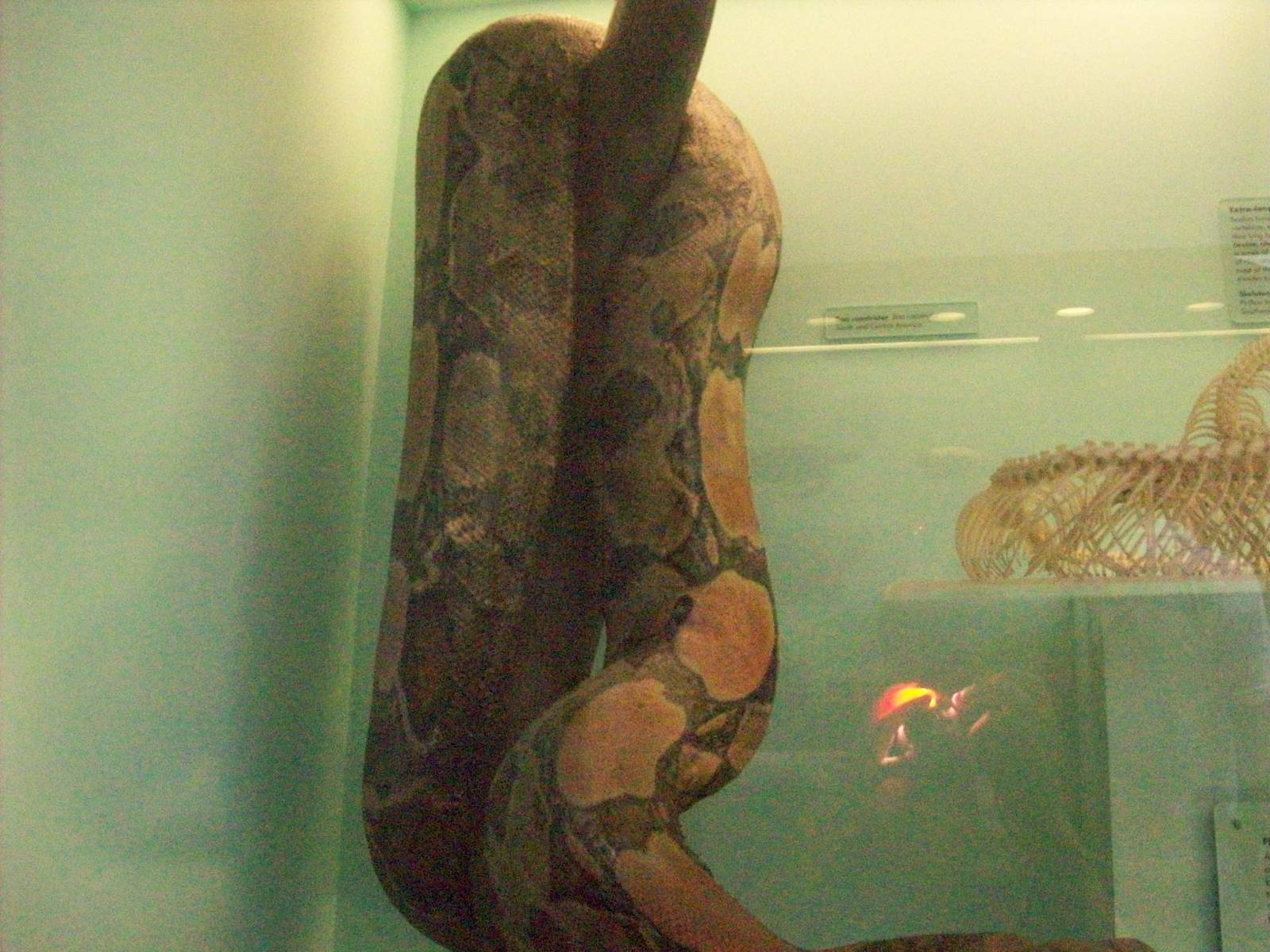 natural history museum