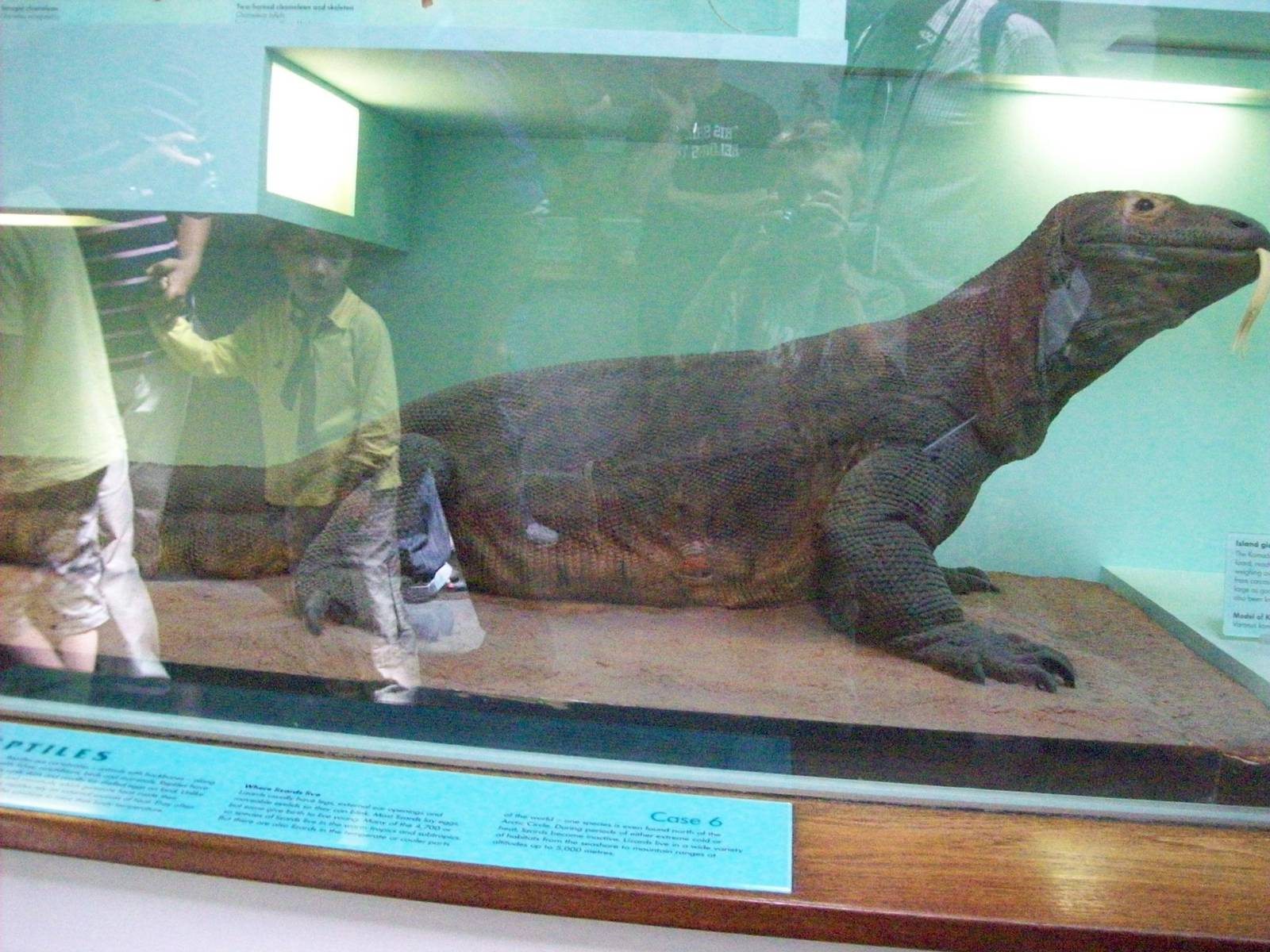 natural history museum