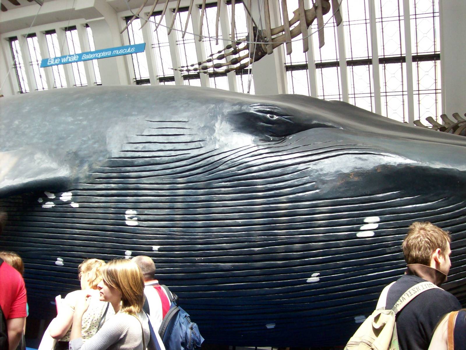 natural history museum