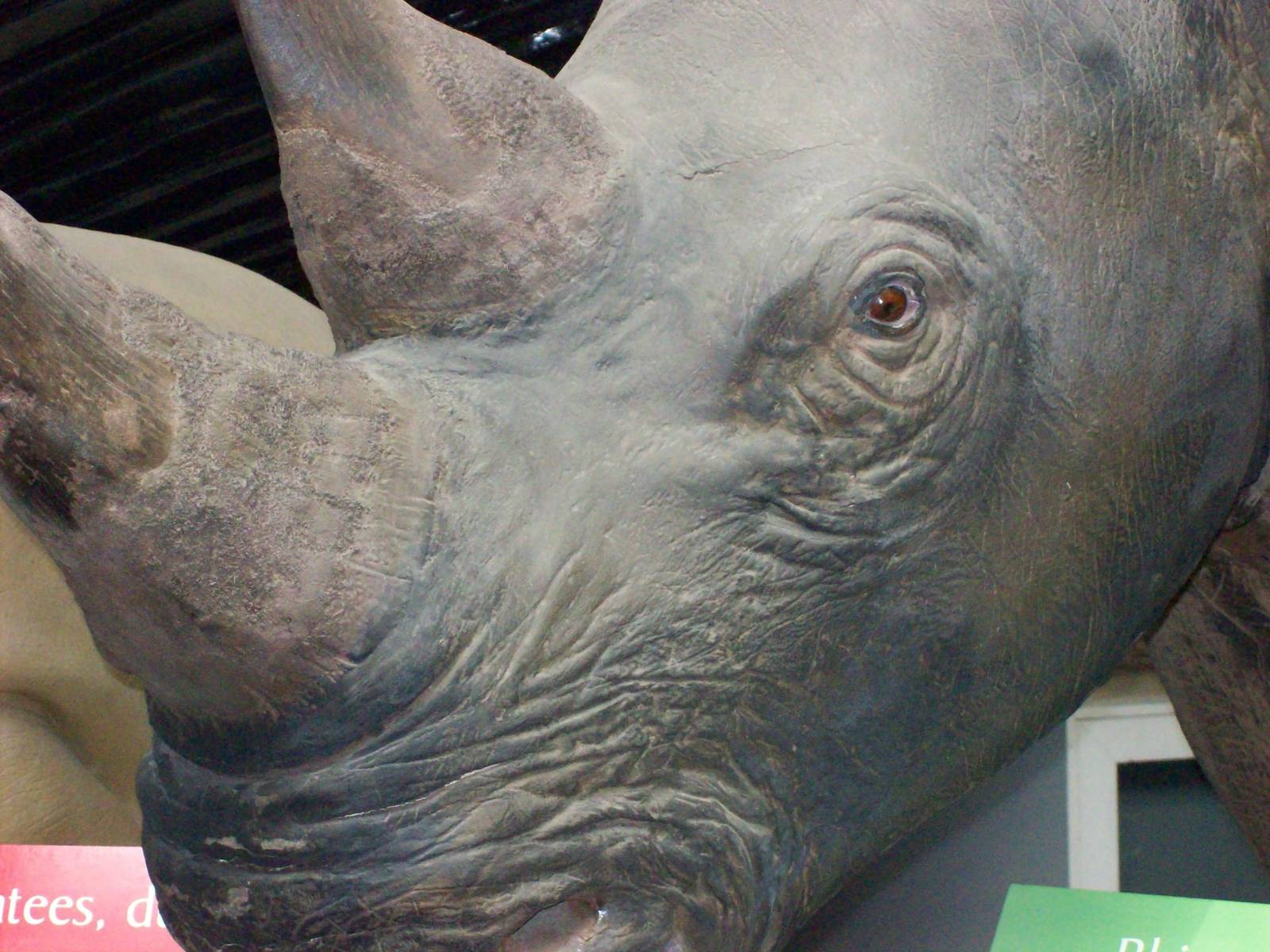 natural history museum