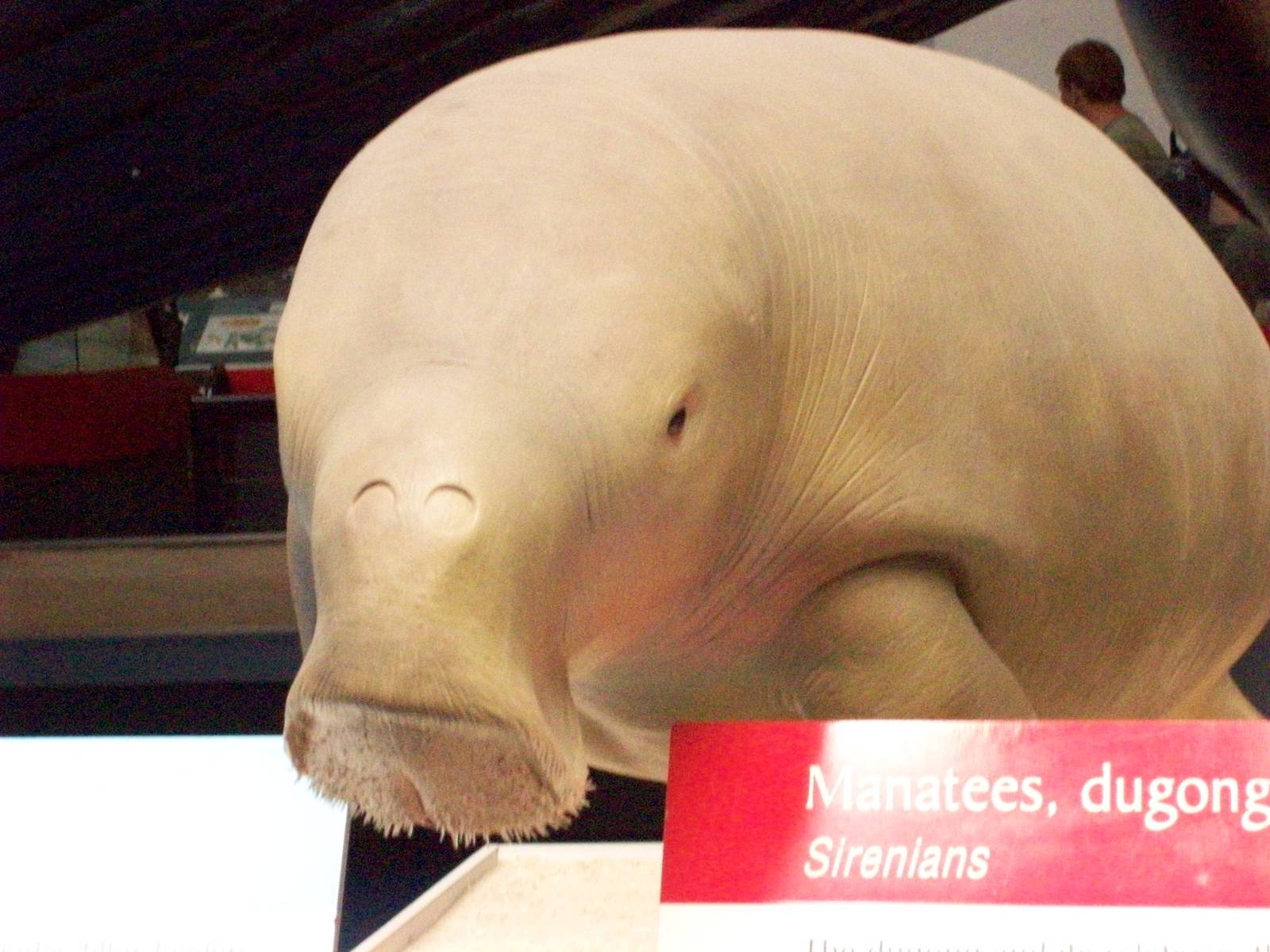 natural history museum