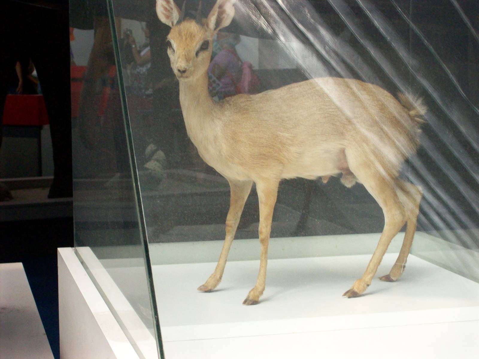 natural history museum