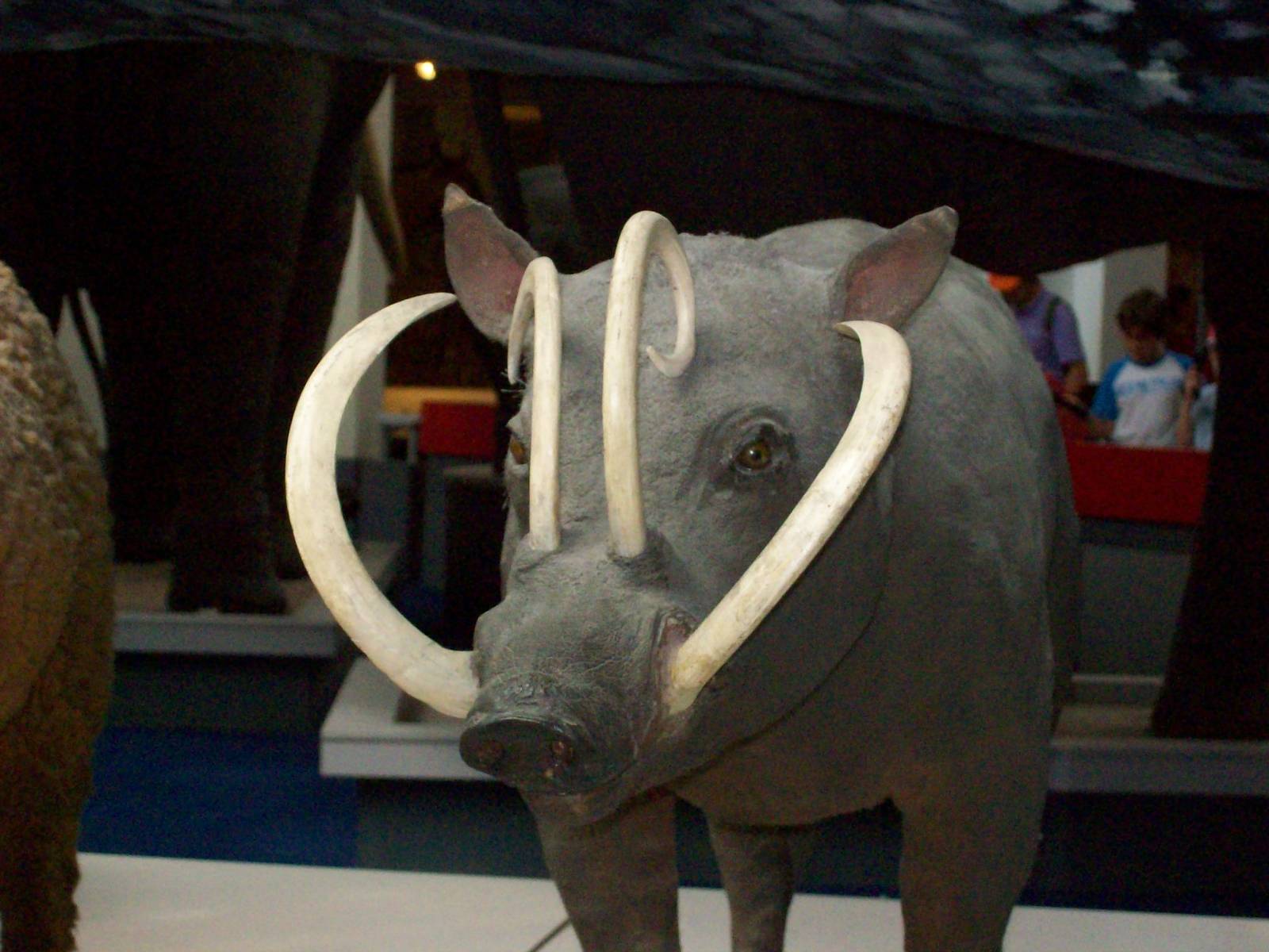 natural history museum