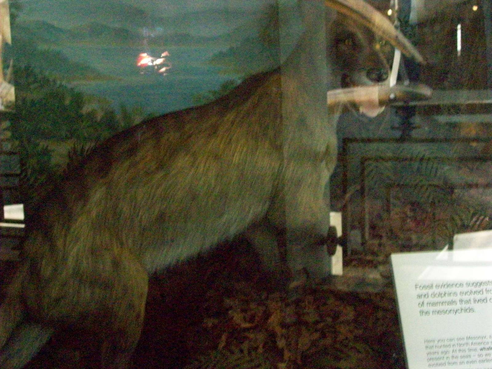 natural history museum