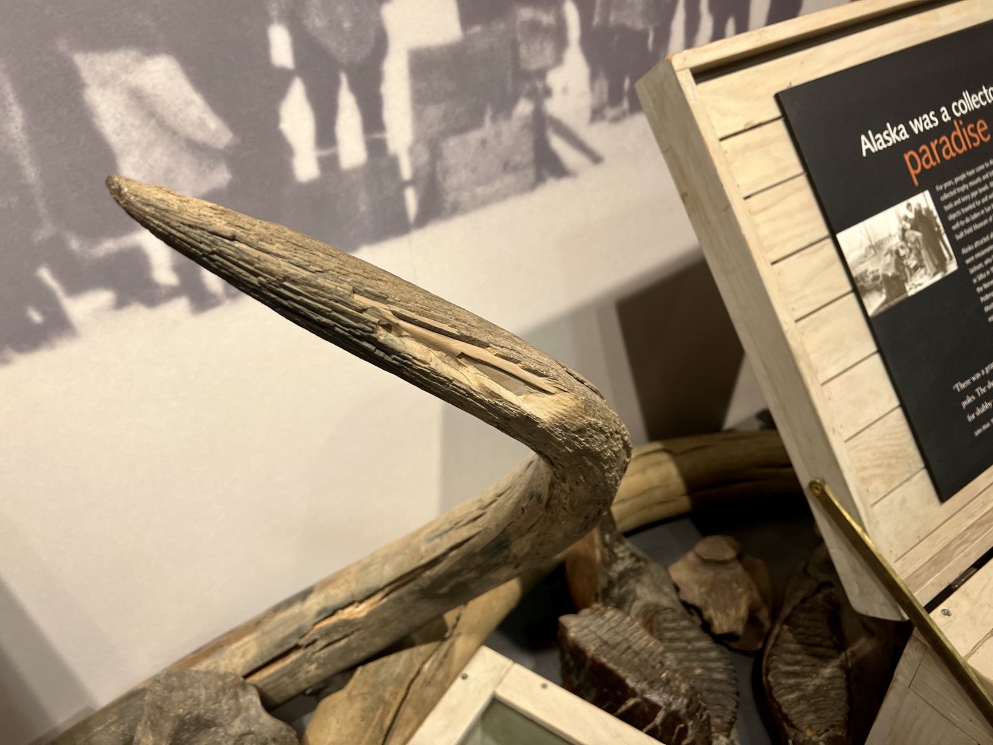 Natural History specimans