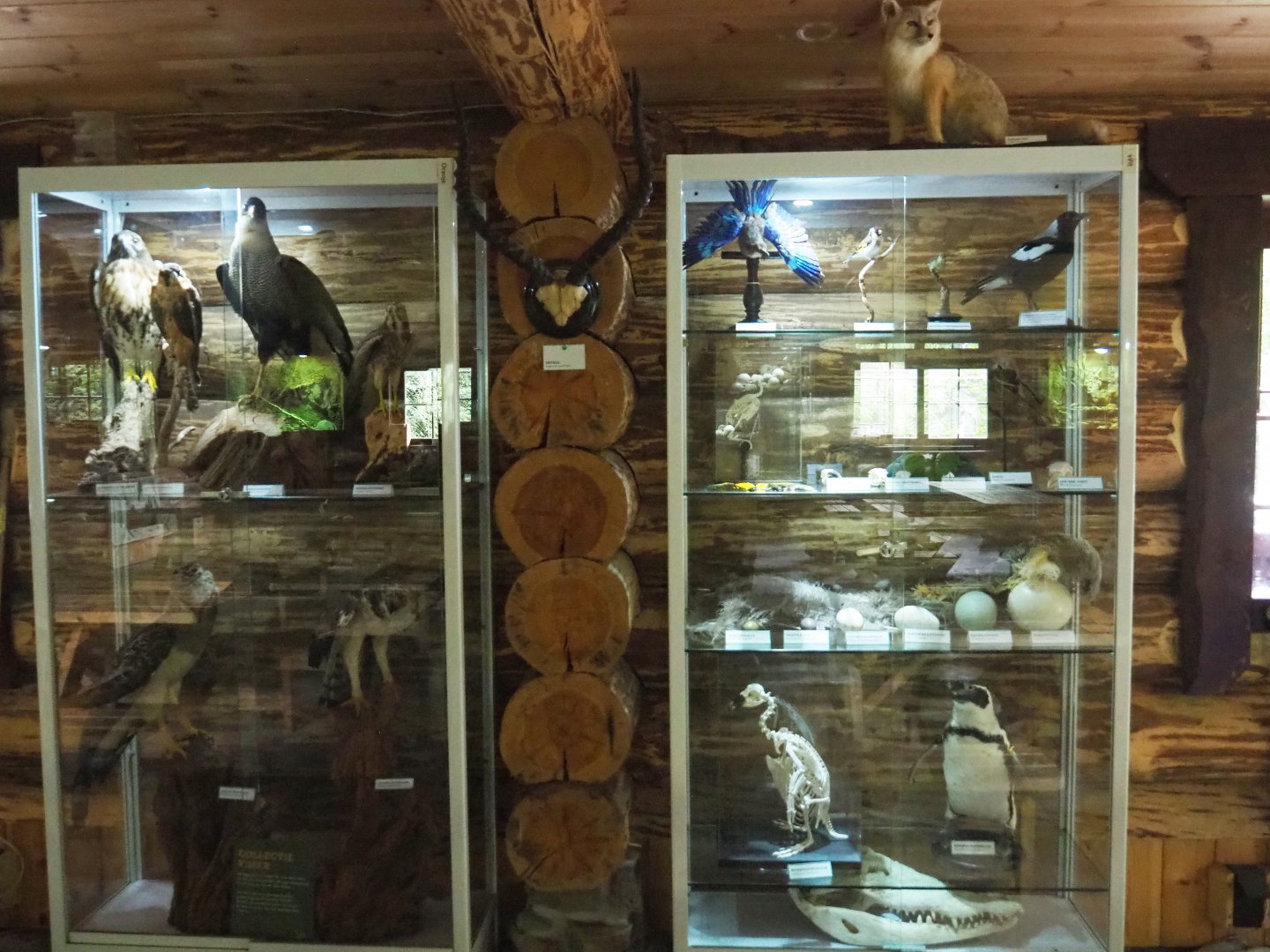 Natural history specimen display cabinets, 2022-05-17