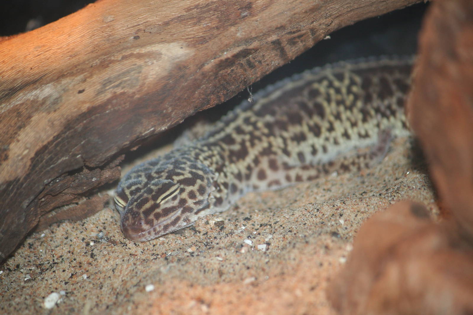 Natural leopard gecko