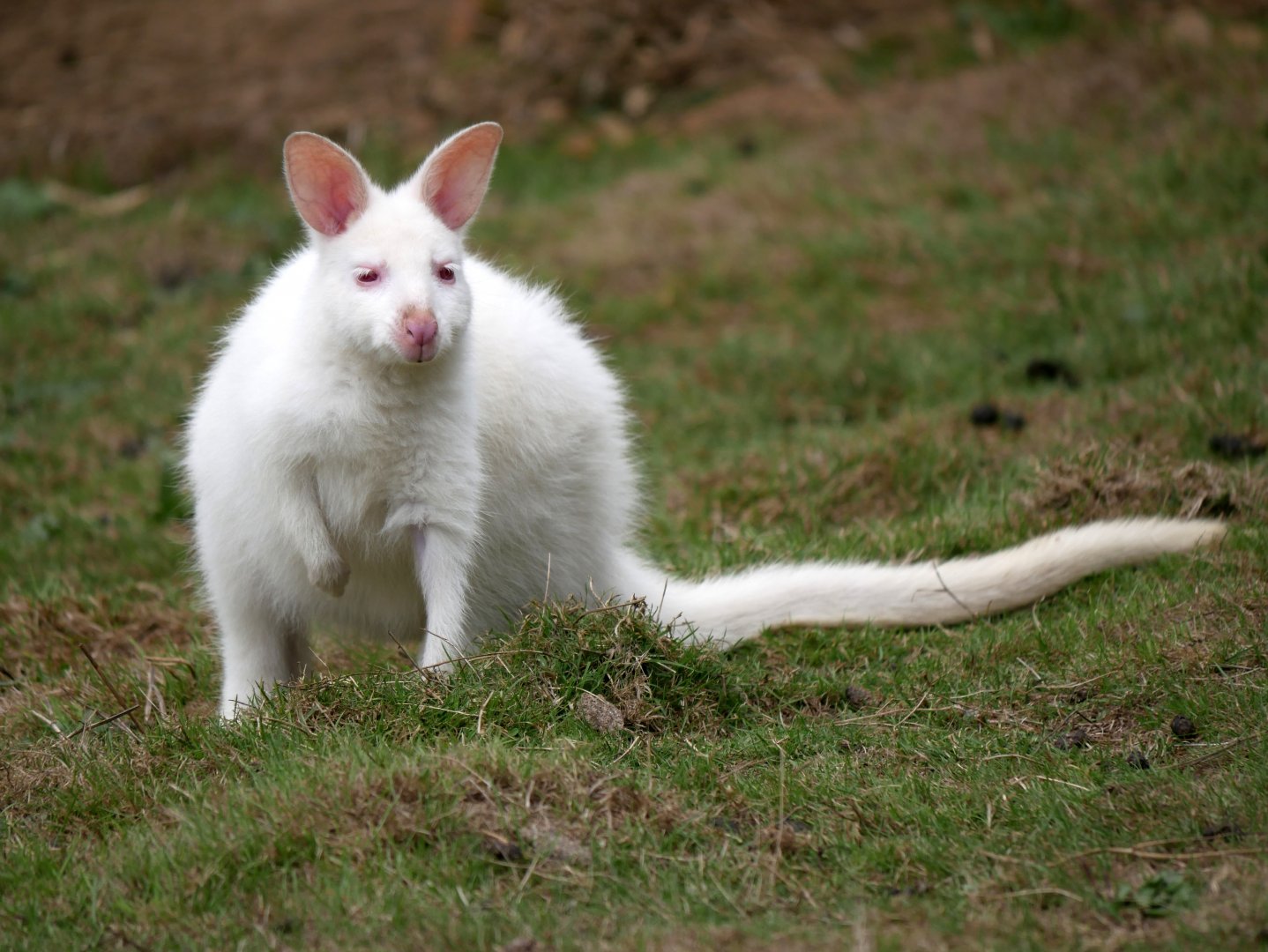 Natural Parc - albino red-necked wallaby (Notamacropus rufogriseus)