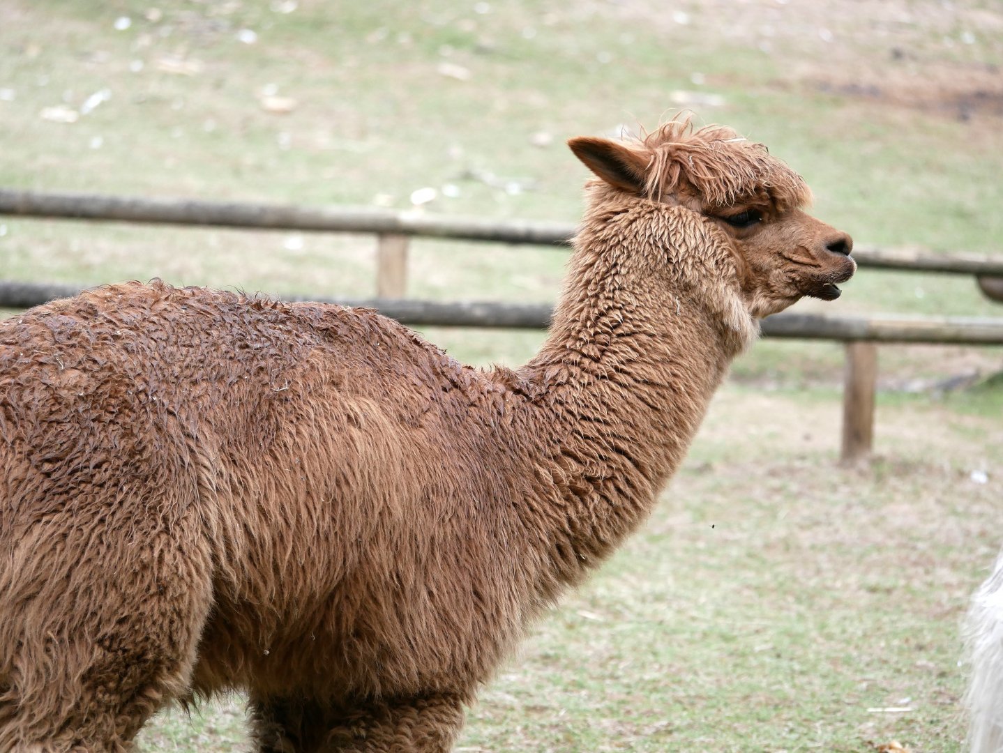 Natural Parc - alpaca (Lama pacos)