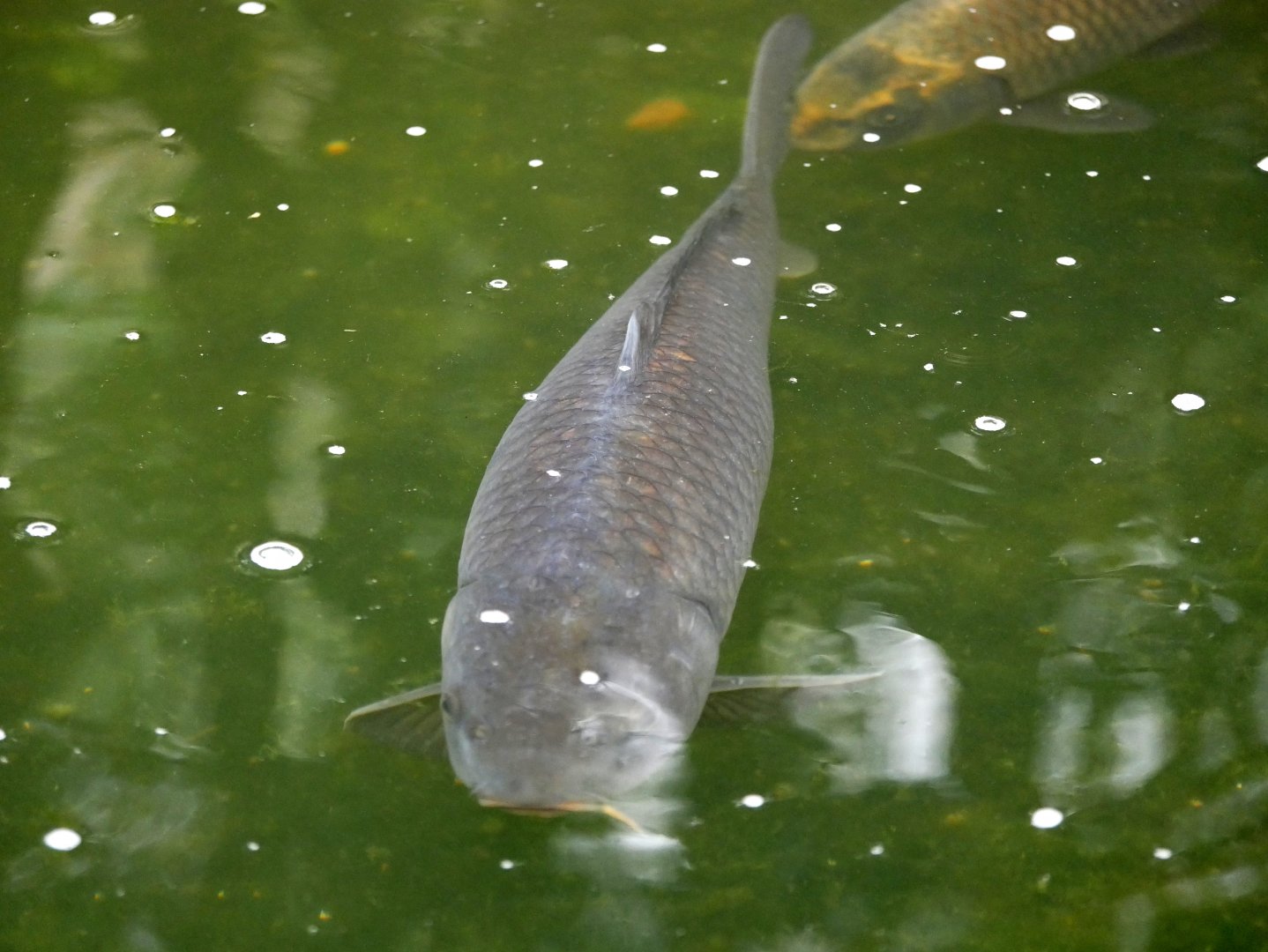 Natural Parc - Amur carp (Cyprinus rubrofuscus)