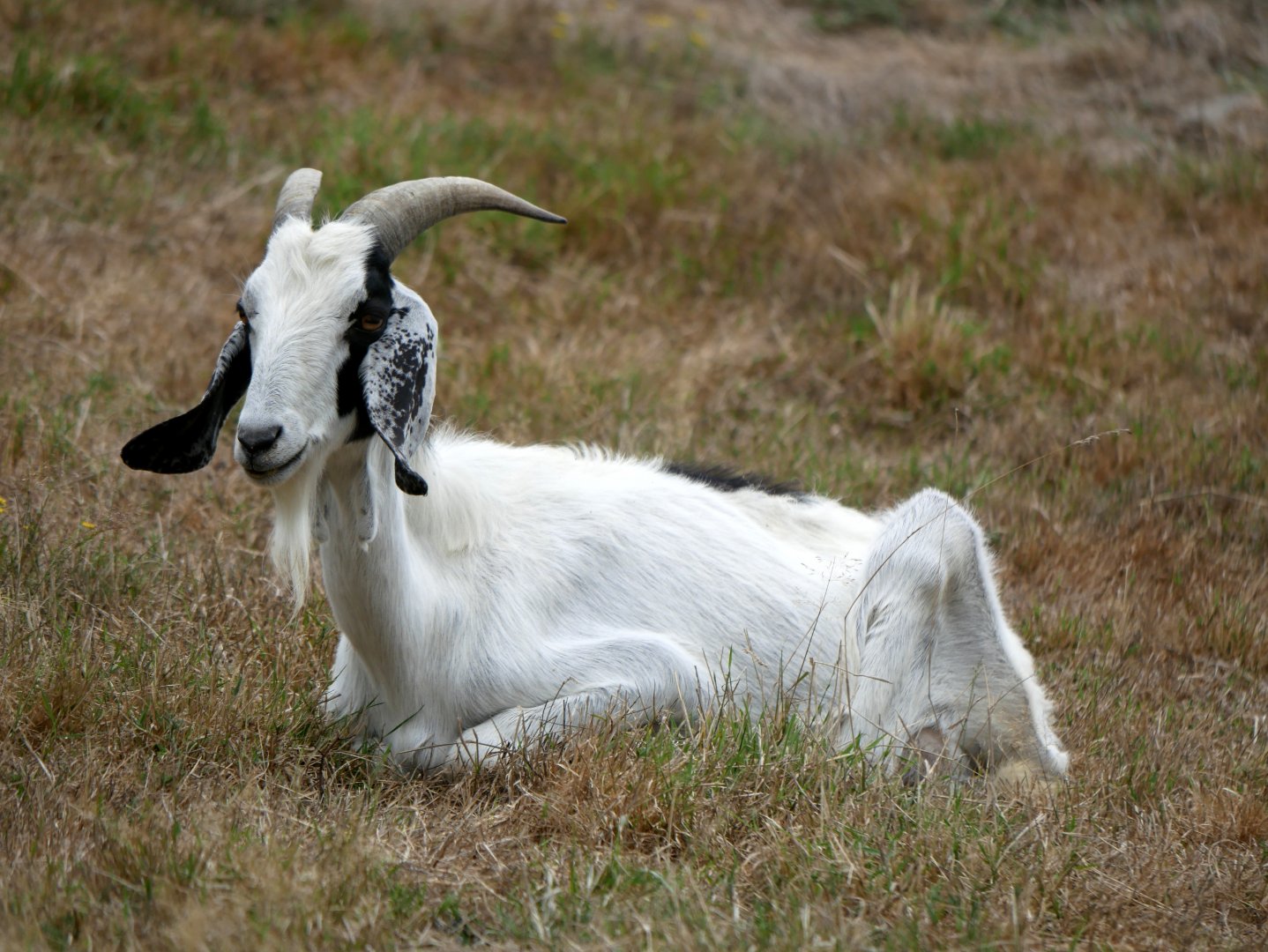 Natural Parc - anglo-nubian goat (Capra hircus)