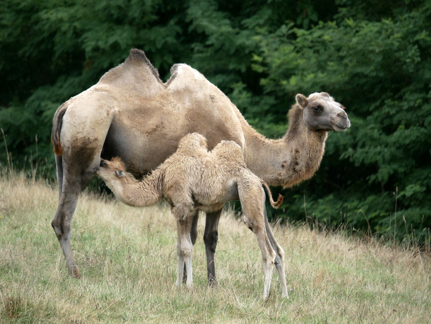 Natural Parc - Bactrian camel (Camelus bactrianus)