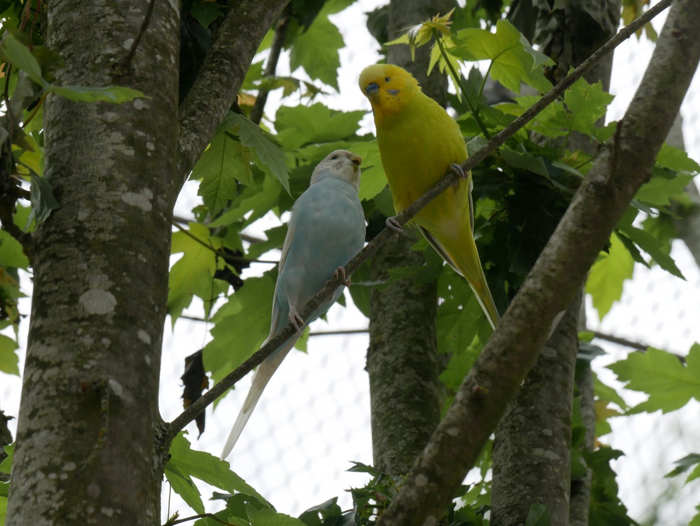 Natural Parc - budgerigar (Melopsittacus undulatus)
