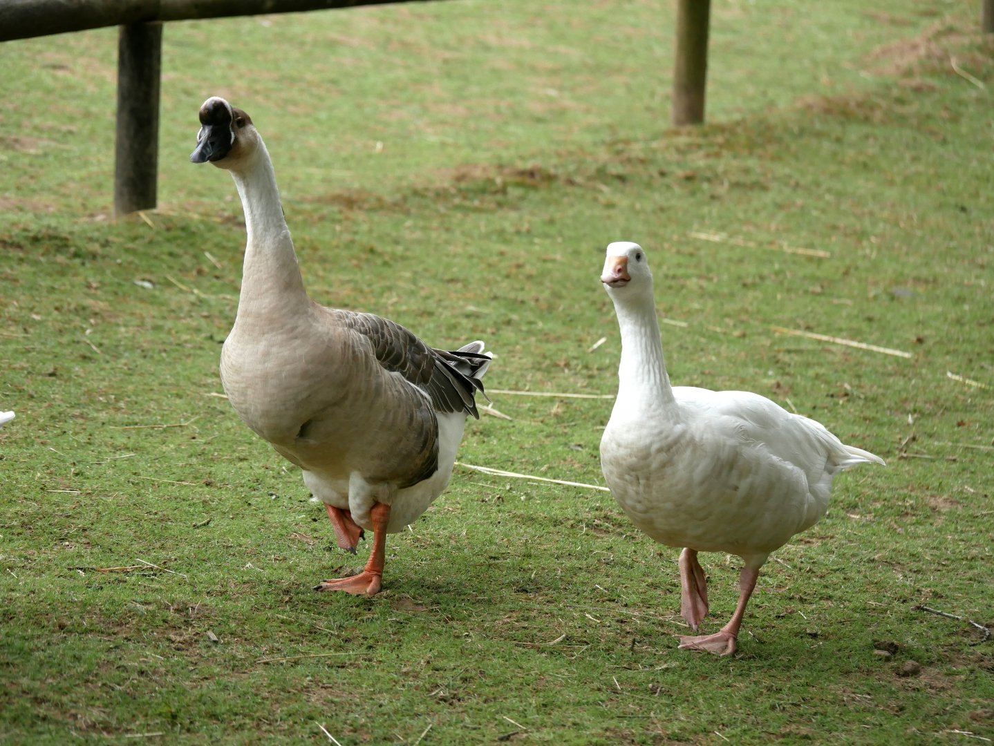 Natural Parc - chinese goose (Anser cygnoides domesticus) and domestic goose (Anser anser domesticus)