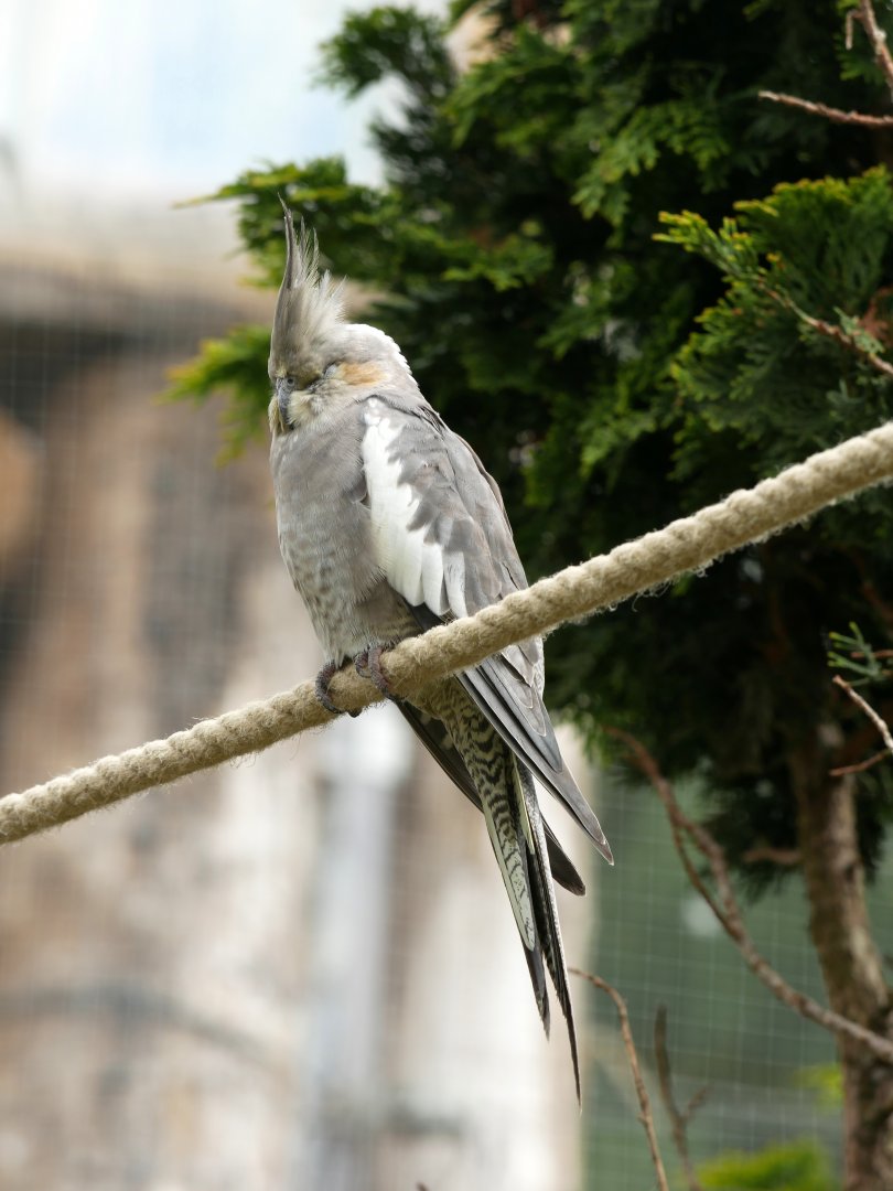 Natural Parc - cockatiel (Nymphicus hollandicus)